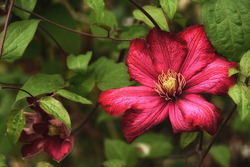 赤いクレマチス